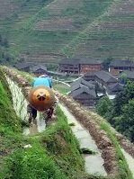 Copyright © Safari the Globe Chinese Culture - Rice Planter in Southern China