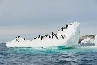 Copyright © axily / 123RF Stock Photo Antartic Geography - Penguins on an iceberg
