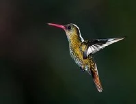 Copyright © elnavegante / 123RF Stock Photo Argentine Geography - Hummingbird