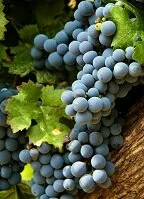 Copyright © jorisvo / 123RF Stock Photo Argentine Geography - Grapes in Mendoza