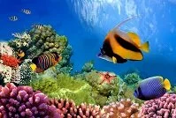Copyright © Vladimir Golubev Australian Geography - Great Barrier Reef
