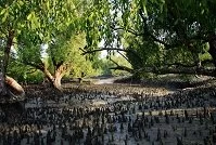 Copyright © Sadik Shahriar Bangladeshi Geography - Forest