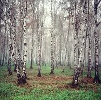 Copyright © Liudmila Sidzenka Belarusian Geography - Birch trees