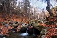 Copyright © Svetoslav Sokolov Bulgarian Geography - Stream in the forest