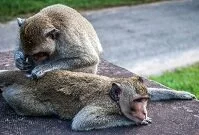 Copyright © Michal Piec Cambodian Geography - Monkeys
