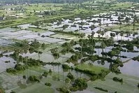 Copyright © Styve Reineck Cambodian Geography - Rice fields
