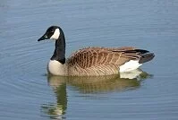 Copyright © Steve Byland Canadian Wildlife - Goose