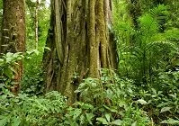 Copyright © Patrick Kennedy Costa Rican Geography - Rain Forest