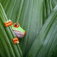 Copyright © Dirk Ercken Costa Rican Geography - Frog