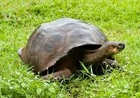 Copyright © natursports / 123RF Stock Photo Ecuadorian Geography - Galapagos Turtle