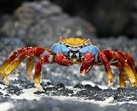 Copyright © Carol Hirata Ecuadorian Geography - Red rock crab