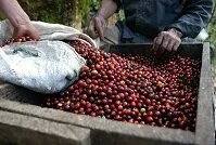Copyright © Tomas Hajek Guatemalan Food - Coffee beans