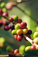 Copyright © Vojtech Vlk Honduran Food - Coffee beans