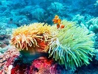 Copyright © Rostislav Ageev Indonesian Wildlife - Coral reefs