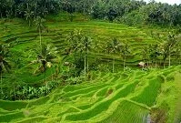 Copyright © Aukasz Kurbiel Indonesian Geography - Rice fields
