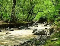 Copyright © Shervin Moshiri Iranian Geography - River in the forest