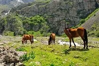 Copyright © Andrei Kartashov Kyrgyz Geography - Wild Horses