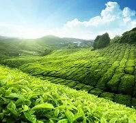 Copyright © Iakov Kalinin Malay Geography - Tea plantation