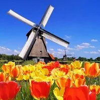 Copyright © Jennifer Barrow Dutch Geography - Tulips and a windmill