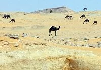 Copyright © Paul Cowan Qatari Geography - Camels in the desert