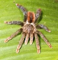 Copyright © Morley Read Guyanese Wildlife - Tarantula