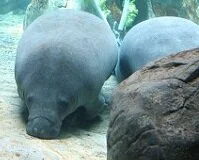 Copyright © 4pix / 123RF Stock Photo Belizean Wildlife - Manatee