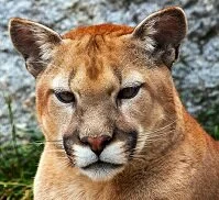 Copyright © William Perry Chilean Wildlife - Puma (Cougar)