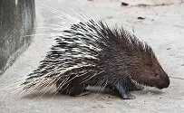 Copyright © Sattapapan Tratong Paraguayan Wildlife - Porcupine