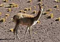 Copyright © jarous / 123RF Stock Photo Ecuadoran Wildlife - Vicuna