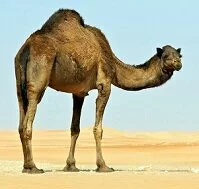 Copyright © David Steele Omani Wildlife - Arabian camel