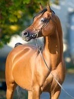 Copyright © Viktoria Makarova Saudi Wildlife - Arabian horse