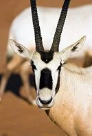 Copyright © Timothy Goodman Yemeni Wildlife - Oryx