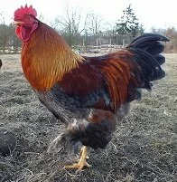 Copyright © Marina Kuchenbecker Indian Wildlife - Chicken