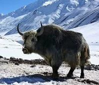 Copyright © Michal Kodym Nepalese Wildlife - Yak