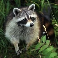 Copyright © Isabel Poulin Canadian Wildlife - Racoon