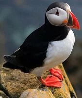 Copyright © Zenonas Simaitis Norwegian Wildlife - Puffin