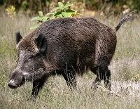 Copyright © Zoran Orcik Latvian Wildlife - Wild boar
