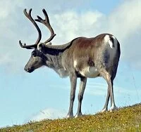 Copyright © Conny Sjostrom Norwegian Wildlife - Reindeer