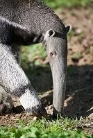 Copyright © Viktor Cap Guyanese Wildlife - Anteater