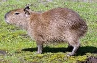 Copyright © Roland Ijdema Venezuelan Wildlife - Capybara