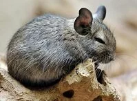Copyright © Eric Gevaert Chilean Wildlife - Chinchilla