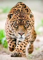 Copyright © ammit / 123RF Stock Photo Peruvian Wildlife - Jaguar