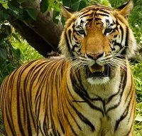 Bangladeshi Wildlife - Tiger