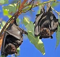 Copyright © ecosnap / 123RF Stock Photo Samoan Wildlife - Flying foxes
