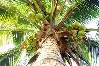 Copyright © Denchai Rukkhwamsue Tuvalu Wildlife - Coconut tree