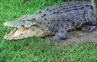 Copyright © Daniel Kaesler Solomon Wildlife - Saltwater crocodile