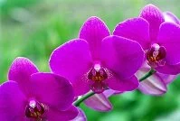 Copyright © pakhnyushchyy / 123RF Stock Photo Micronesian Wildlife - Orchids