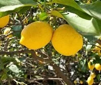 Copyright © Zvonimir Luketina Myanmarese Wildlife - Lemons may have have originated in Myanmar
