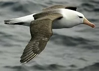 Copyright © staphy / 123RF Stock Photo Chilean Wildlife - Albatross