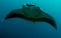 Copyright © Cigdem Uzun Maldivian Wildlife - Manta ray